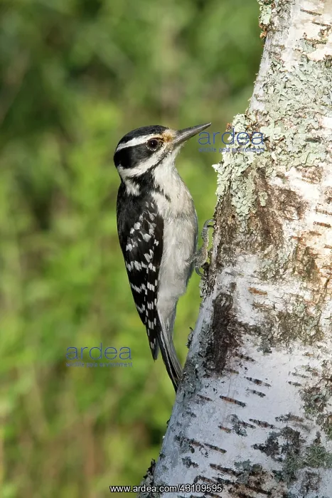 : Hairy Woodpecker : Hairy Woodpecker