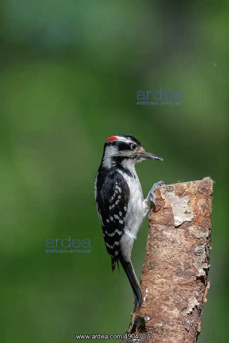 : HAIRY WOODPECKER : HAIRY WOODPECKER