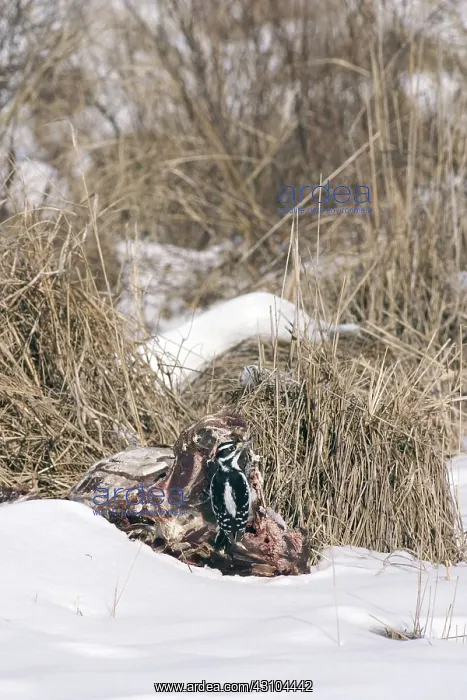 : Hairy Woodpecker on Deer Carcass : Hairy Woodpecker on Deer Carcass