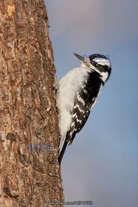 : Hairy Woodpecker - female : Hairy Woodpecker - female