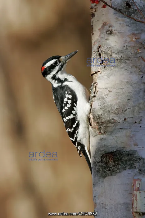 : Hairy Woodpecker - male : Hairy Woodpecker - male