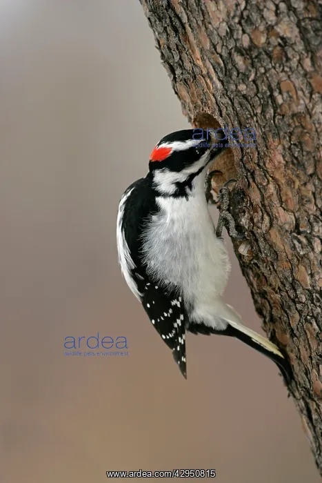  : Hairy Woodpecker, male at hole of pine tree