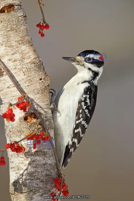 : Hairy Woodpecker - male in winter : Hairy Woodpecker - male in winter