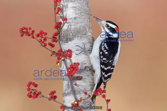 : Hairy Woodpecker - male in winter : Hairy Woodpecker - male in winter