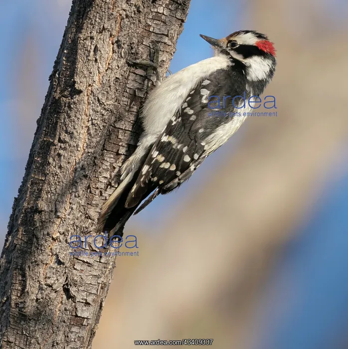 : Hairy woodpecker, Ojito de San Antonio trail, New Mexico : Hairy woodpecker, Ojito de San Antonio trail, New Mexico
