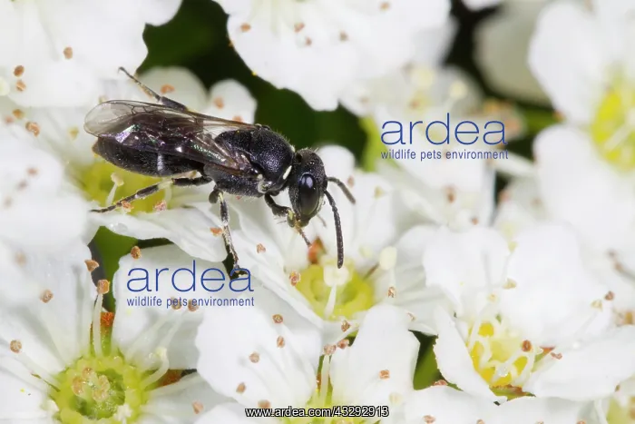 : Hairy Yellow-face Bee (Hylaeus hyalinatus) adult : Hairy Yellow-face Bee (Hylaeus hyalinatus) adult