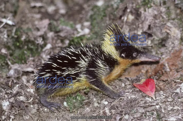 : Haitian solenodon (Solenodon paradoxus), a nocturnal : Haitian solenodon (Solenodon paradoxus), a nocturnal