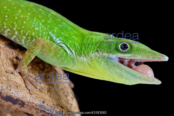 : The Haitian white lipped anole (Anolis coelestinus) : The Haitian white lipped anole (Anolis coelestinus)