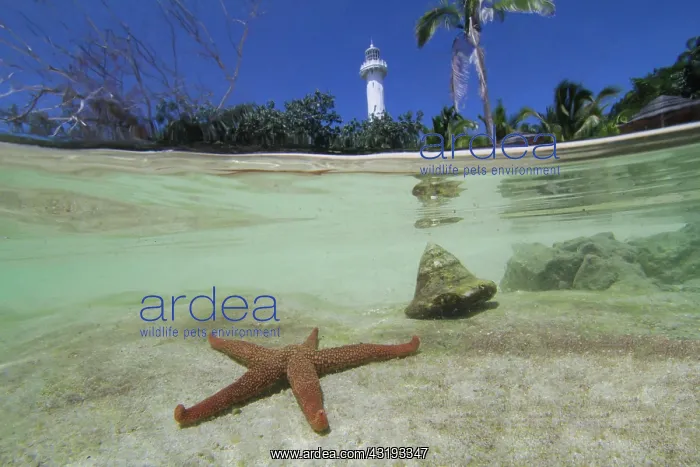  : Half-and-half-shot, starfish in the South Seas off