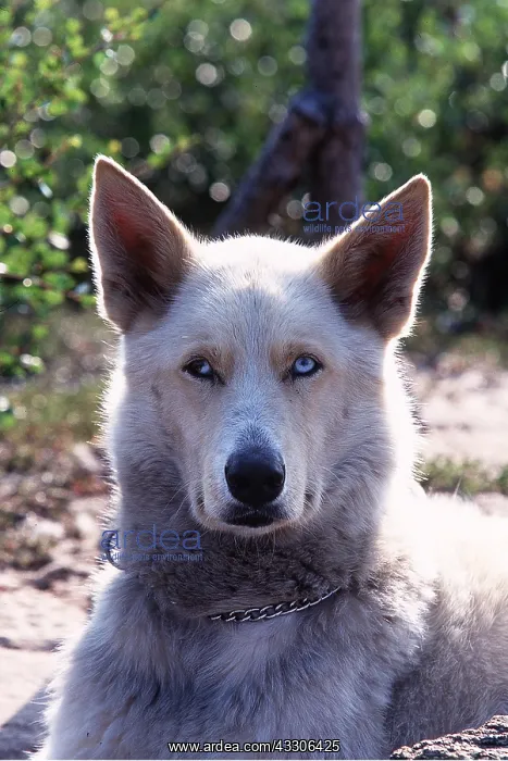 : HALF DOG / HALF WOLF - Close-up of head : HALF DOG / HALF WOLF - Close-up of head