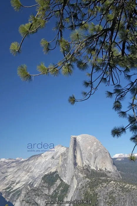 : Half Dome from Glacier Point : Half Dome from Glacier Point