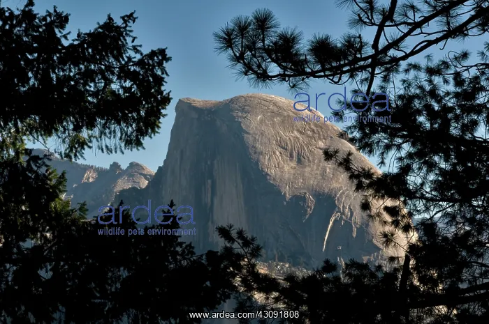 : Half Dome, Yosemite NP : Half Dome, Yosemite NP