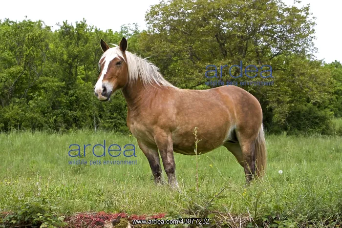 : Half-drought Mare in a meadow Bourgogne France : Half-drought Mare in a meadow Bourgogne France