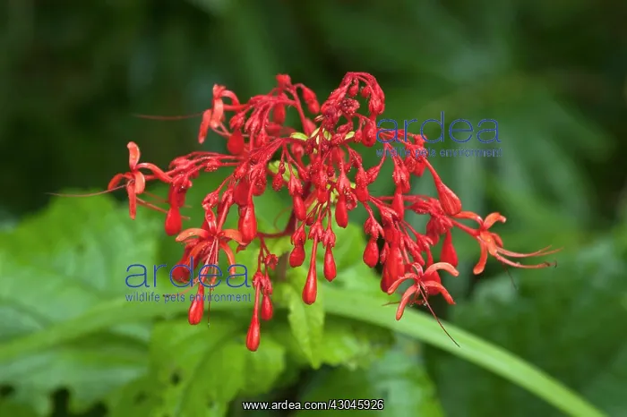 : Half-Hearted Mind flower. Cluster of small : Half-Hearted Mind flower. Cluster of small