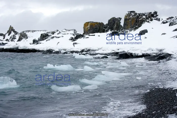 : Half Moon Island - A small bay with sea ice and : Half Moon Island - A small bay with sea ice and