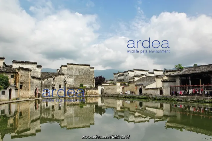 : Half Moon Pond, Hong Cun Village, Yi County : Half Moon Pond, Hong Cun Village, Yi County