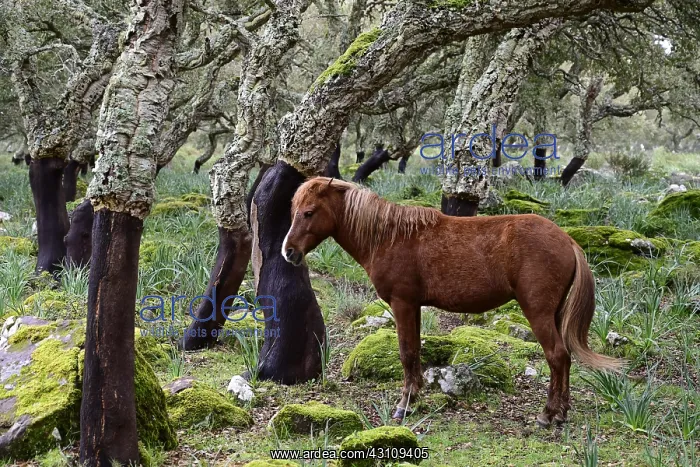  : Half wild horse in the cork oak forest, Giara di