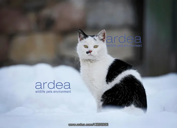 : Half-wild village cat sitting in the snow in front : Half-wild village cat sitting in the snow in front