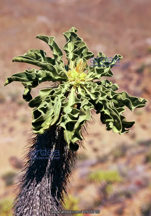 : HALFMENIS Tree : HALFMENIS Tree