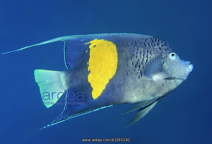 : Halfmoon angelfish or (Pomacanthus maculosus), Red : Halfmoon angelfish or (Pomacanthus maculosus), Red