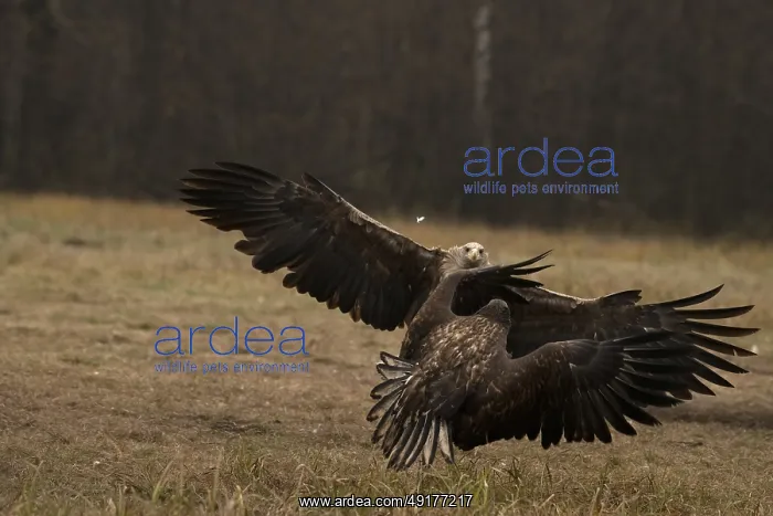 : Haliaeetus albicilla, white taled eagle, Poland : Haliaeetus albicilla, white taled eagle, Poland
