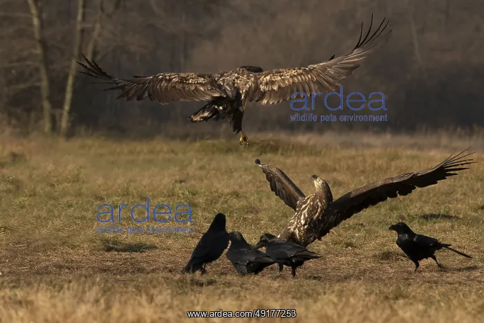 : Haliaeetus albicilla, white taled eagle, Poland : Haliaeetus albicilla, white taled eagle, Poland