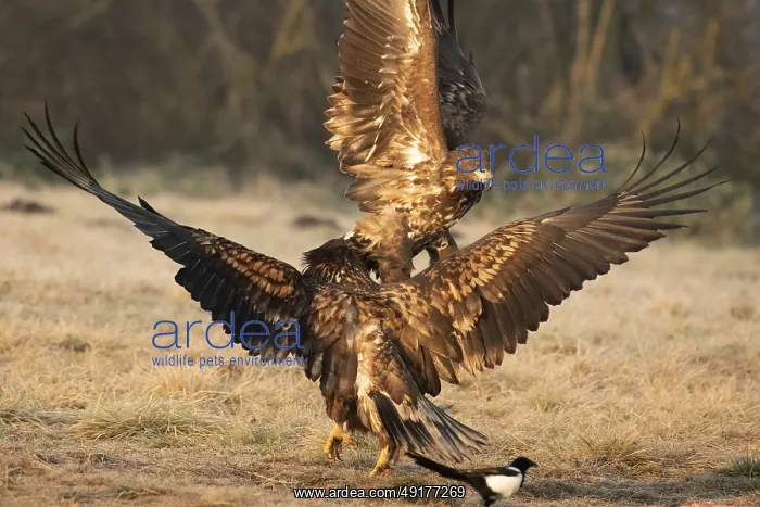 : Haliaeetus albicilla, white taled eagle, Poland : Haliaeetus albicilla, white taled eagle, Poland