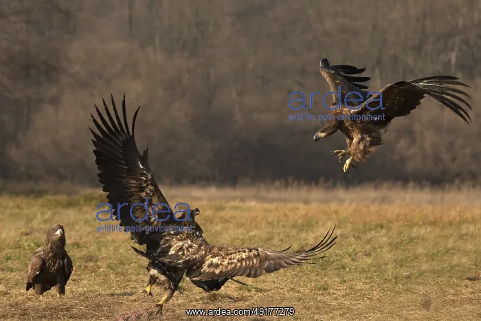 : Haliaeetus albicilla, white taled eagle, Poland : Haliaeetus albicilla, white taled eagle, Poland