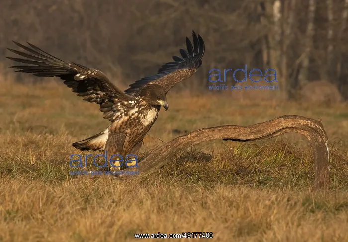  : Haliaeetus albicilla, white taled eagle, Poland