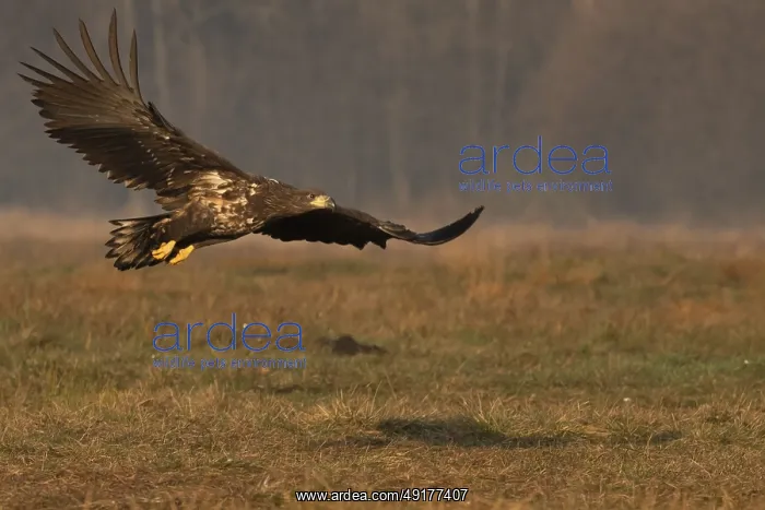 : Haliaeetus albicilla, white taled eagle, Poland : Haliaeetus albicilla, white taled eagle, Poland