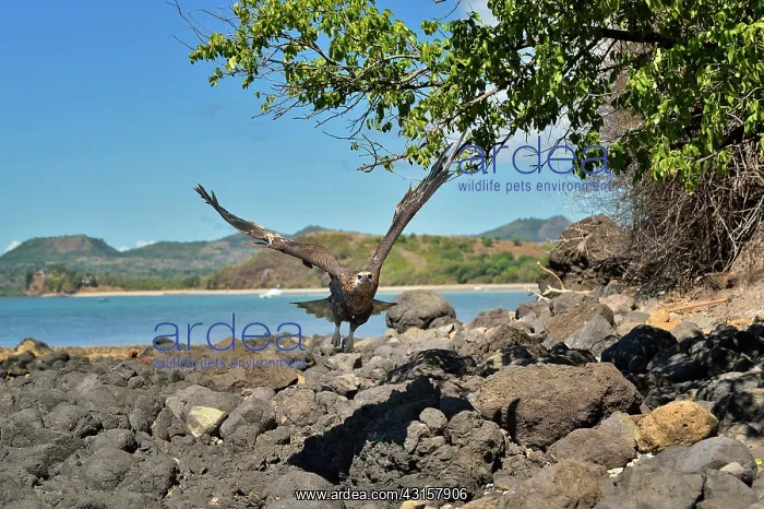 : Haliaeetus vociferoides : Haliaeetus vociferoides