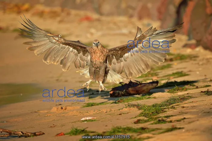: Haliaeetus vociferoides : Haliaeetus vociferoides