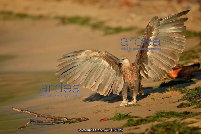 : Haliaeetus vociferoides : Haliaeetus vociferoides