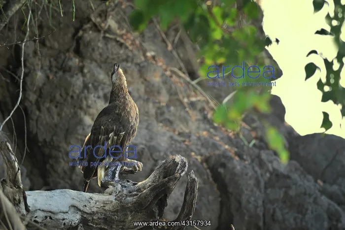 : Haliaeetus vociferoides : Haliaeetus vociferoides