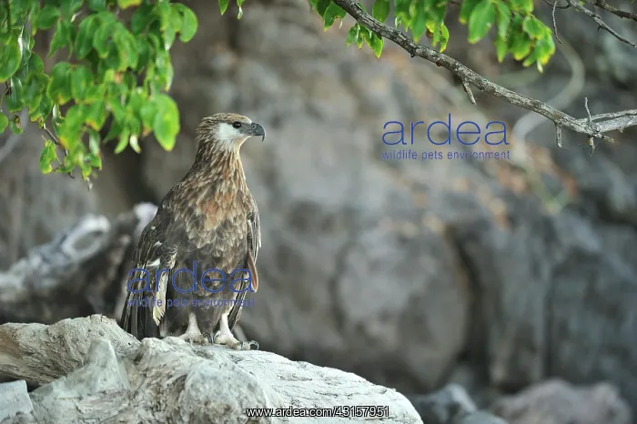 : Haliaeetus vociferoides : Haliaeetus vociferoides