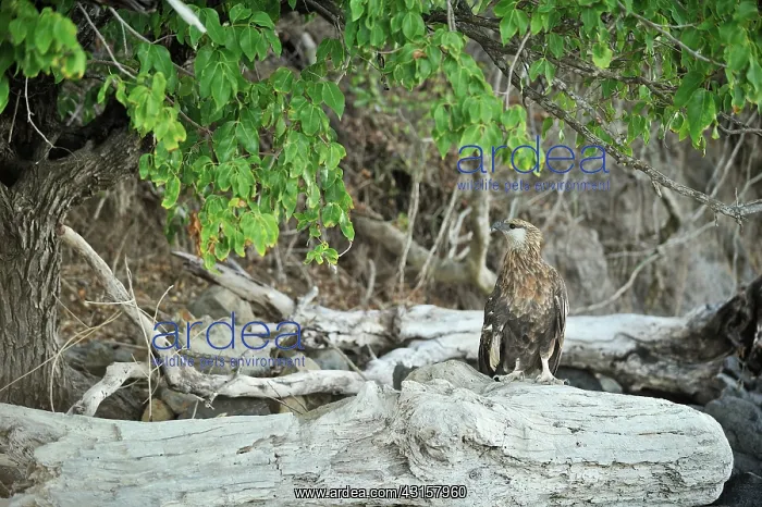 : Haliaeetus vociferoides : Haliaeetus vociferoides