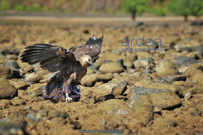 : Haliaeetus vociferoides : Haliaeetus vociferoides