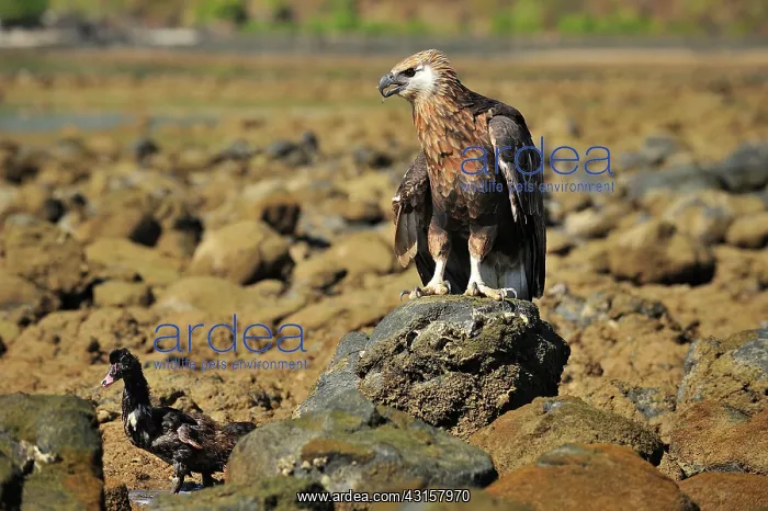 : Haliaeetus vociferoides : Haliaeetus vociferoides