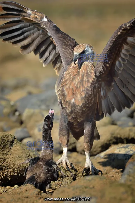 : Haliaeetus vociferoides : Haliaeetus vociferoides