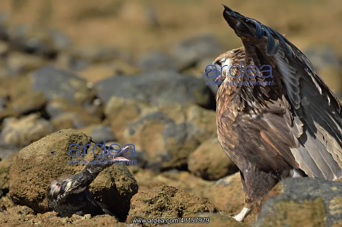 : Haliaeetus vociferoides : Haliaeetus vociferoides