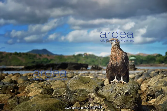 : Haliaeetus vociferoides : Haliaeetus vociferoides