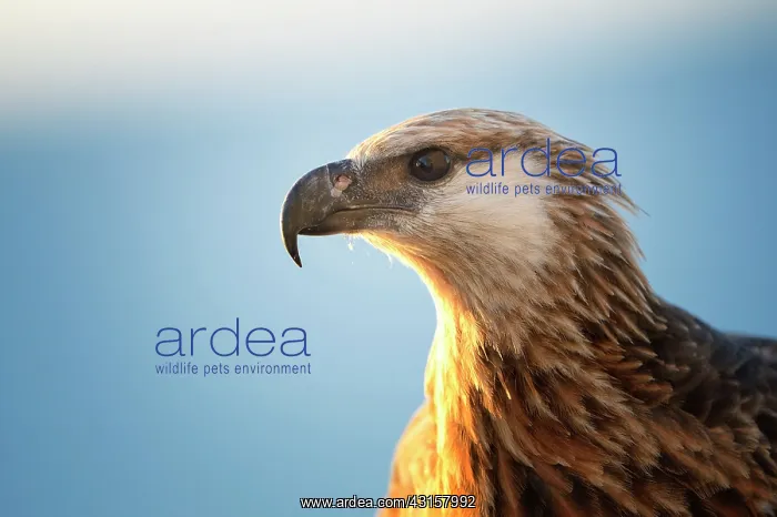 : Haliaeetus vociferoides : Haliaeetus vociferoides
