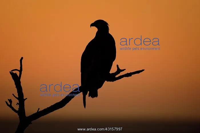 : Haliaeetus vociferoides : Haliaeetus vociferoides