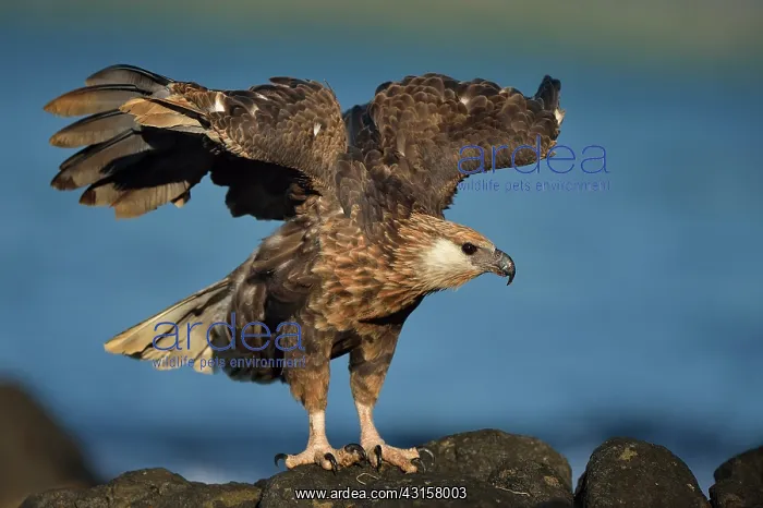 : Haliaeetus vociferoides : Haliaeetus vociferoides