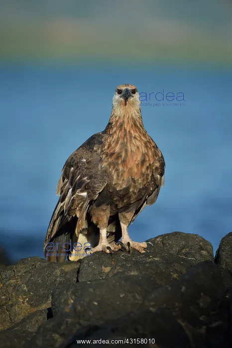 : Haliaeetus vociferoides : Haliaeetus vociferoides