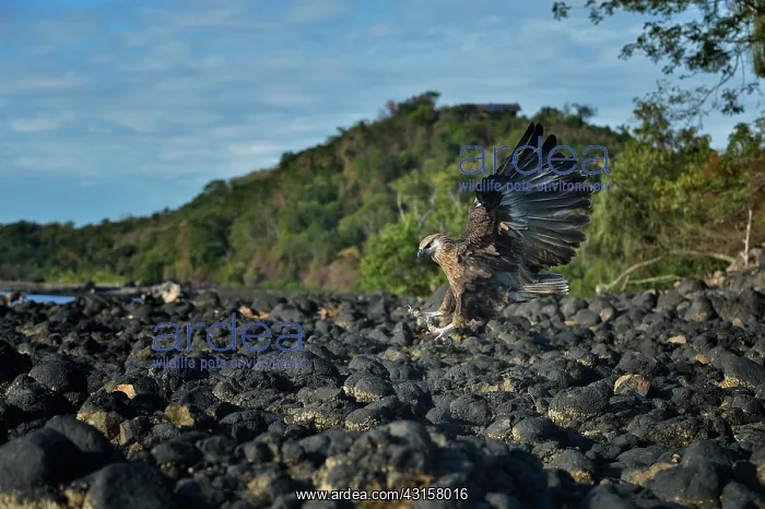 : Haliaeetus vociferoides : Haliaeetus vociferoides