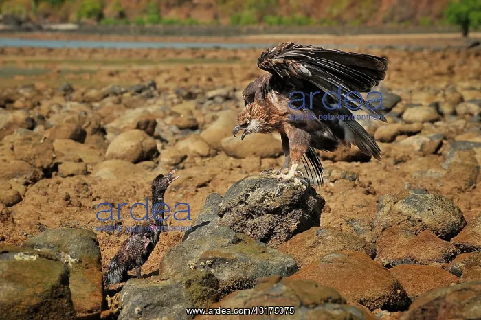 : Haliaeetus vociferoides : Haliaeetus vociferoides