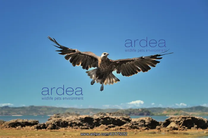 : Haliaeetus vociferoides : Haliaeetus vociferoides