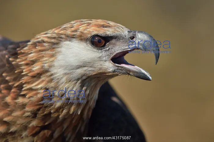 : Haliaeetus vociferoides : Haliaeetus vociferoides