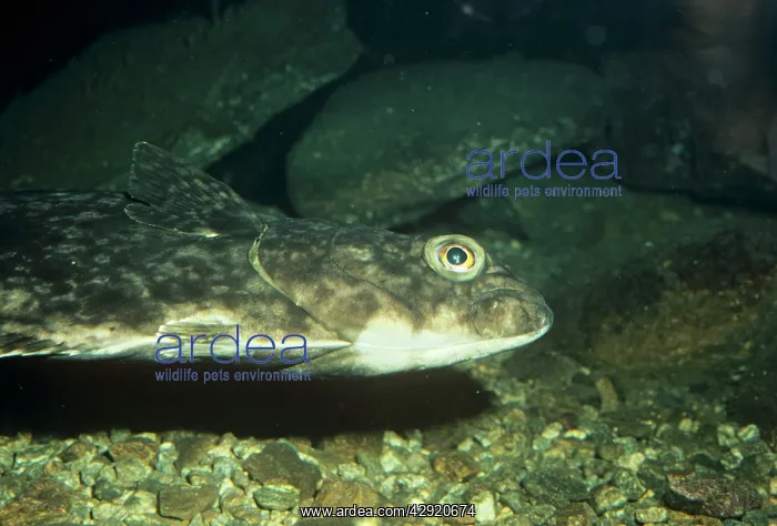 : HALIBUT - SIDE VIEW : HALIBUT - SIDE VIEW